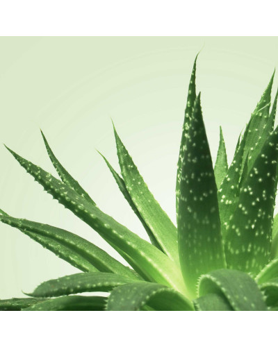 Gel de massage Nuru Mixgliss Aloe Vera 250ml 